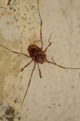Platybunus pinetorum