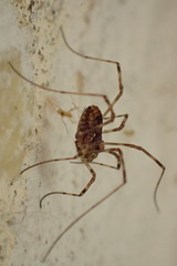 Platybunus pinetorum
