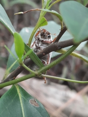Cyphochilus apicalis