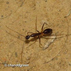 Camponotus carin