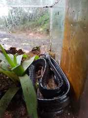 Chironius grandisquamis