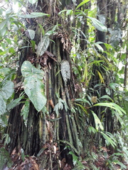 Socratea exorrhiza