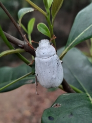 Cyphochilus apicalis