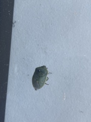 Chlorochroa uhleri