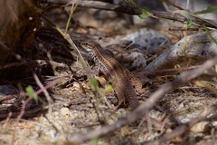 Aspidoscelis maximus