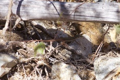 Aspidoscelis maximus