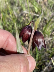 Fritillaria biflora biflora
