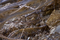 Aspidoscelis maximus