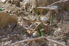 Aspidoscelis maximus