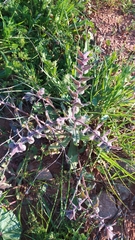 Nonea vesicaria