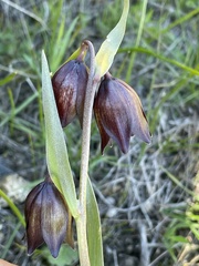 Fritillaria biflora biflora