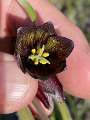 Fritillaria biflora biflora