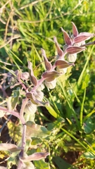 Nonea vesicaria