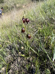 Fritillaria biflora biflora