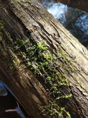 Chiloscyphus pallescens