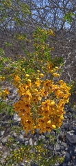 Senna galeottiana