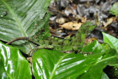 Enyalius iheringii