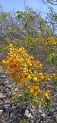 Senna galeottiana