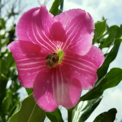 Symbolanthus anomalus