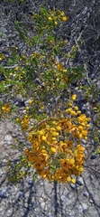 Senna galeottiana
