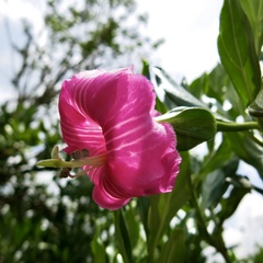 Symbolanthus anomalus