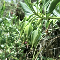 Symbolanthus anomalus