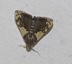 Rehimena cissophora