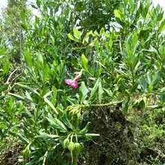 Symbolanthus anomalus