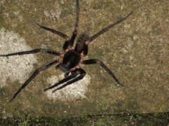 Guasuctenus longipes