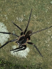 Guasuctenus longipes