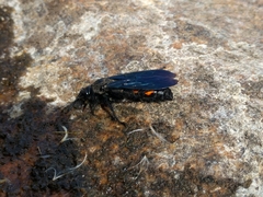 Pygodasis ephippium ephippium