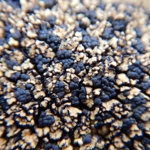 Anamylopsora pulcherrima