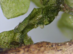 Chiloscyphus pallescens