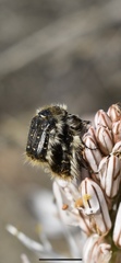 Tropinota squalida