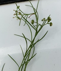 Platysace heterophylla
