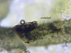 Chiloscyphus pallescens