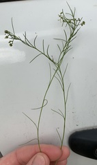 Platysace heterophylla