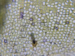 Chiloscyphus pallescens