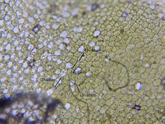 Chiloscyphus pallescens