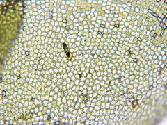 Chiloscyphus pallescens