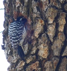 Dryobates nuttallii