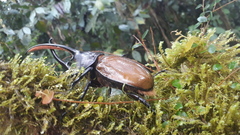 Dynastes occidentalis