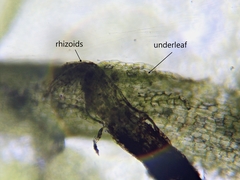 Chiloscyphus pallescens