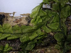 Chiloscyphus pallescens