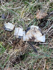 Actinemys marmorata marmorata