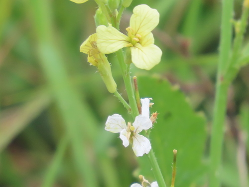 Raphanus raphanistrum image