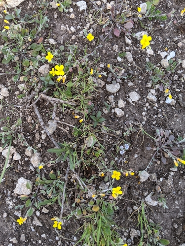 Image of Physaria recurvata by (c) Alison Northup, some rights reserved (CC BY)
