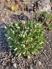 Grindelia chiloensis