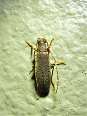 Sparedrus aspersus