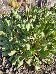 Grindelia chiloensis